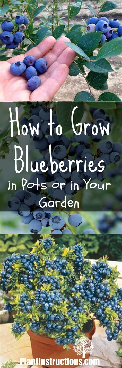 How To Grow Blueberries In A Pot Or In Your Garden Plant Instructions