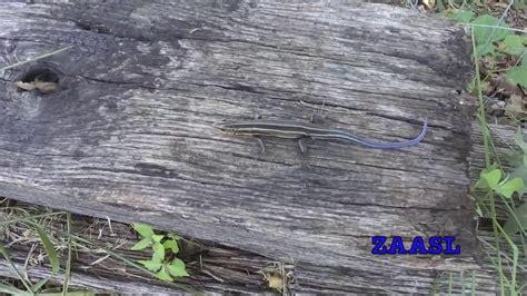 Zackyanimalsasl Five Lined Skink Blue Tailed Lizard Youtube