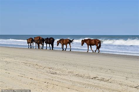Discovering North Carolinas Outer Banks With Its Wild Horses Deserted