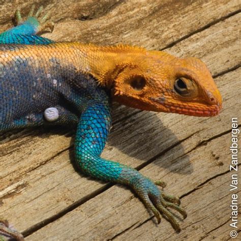 The Tail Of The Agama Lizard Was It Designed