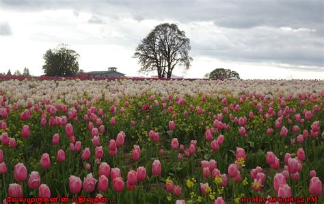 Woodburn Tulip Festival Exploring My Life