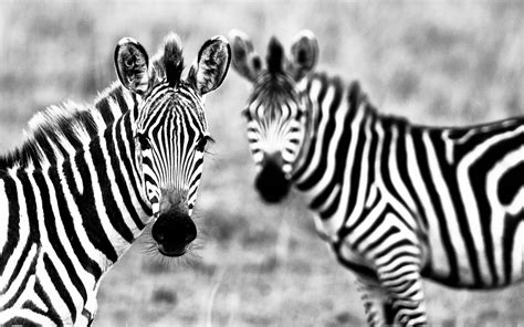 Zebra Wallpapers Top Free Zebra Backgrounds Wallpaperaccess
