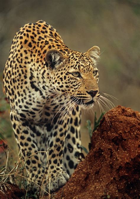 Leopard Focus On 500px By Rudi Hulshof Artistic Realistic Nature