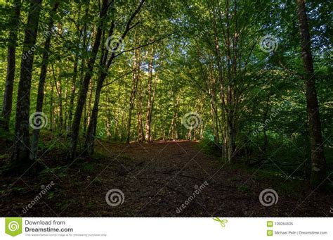 Summer Forest In The Morning Stock Image Image Of Freshness Forenoon
