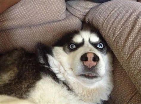 15 Important And Weird Husky Pictures Husky Funny Funny Husky