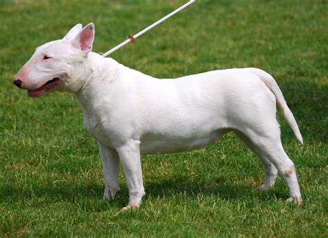Filebull Terrier R 01 Wikimedia Commons