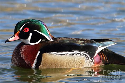 Male Wood Duck Photograph By Steve Javorsky