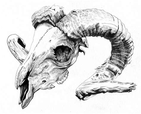 Rams Skull Skull Art Drawing Animal Skull Drawing Skull Sketch
