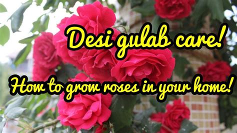 How To Care For Rose Plant Hindi Youtube