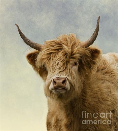 Hairy Highlander By Linsey Williams Highlands Cattle Highland Cattle