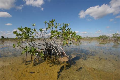 Dwarf Mangrove Trees Of Everglades National Park Florida Stock Photo