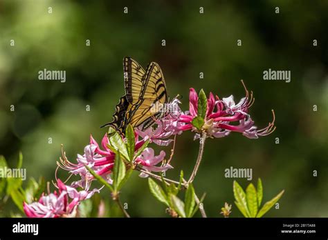 A Yellow Swallowtail Butterfly Pollinating The Pink Wild Azalea Flowers