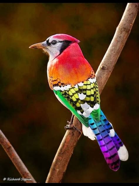 Their fondness for acorns is credited with helping spread oak trees after the last glacial period. Blue jay bird , North America. | Beautiful birds, Colorful ...