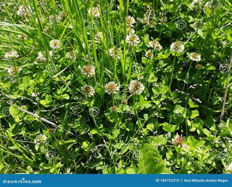 Edible White Clover Flowers On A Garden Path Stock Image Image Of