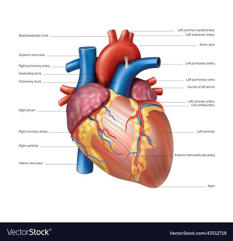 Anatomy Of The Heart Of The Human Heart Royalty Free Vector