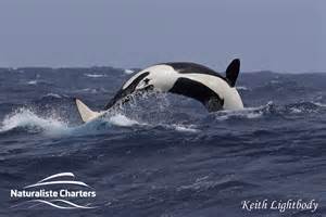 Footnote Marine Biology Intern A Week In Review Orca Adventure