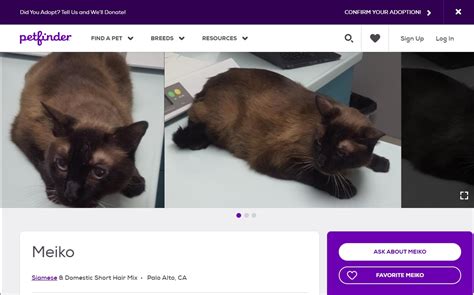 Seal Body Black Point Super Dark Siamese Thecatsite