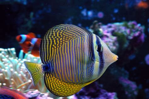 Desjardini Sailfin Tang Xtra Small Exotic Sea Life