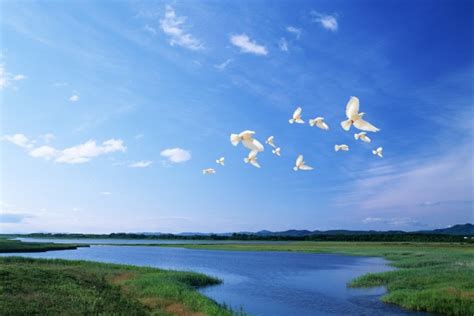 Palomas Blancas Volando Bajo Un Cielo Azul 5484