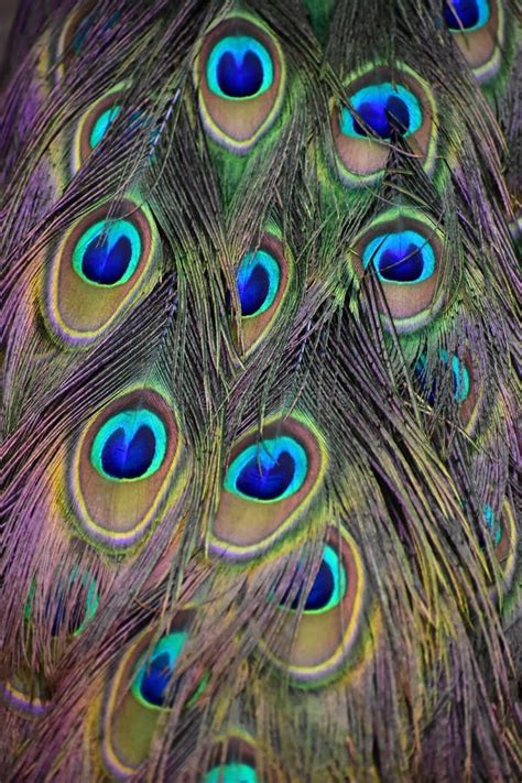 Peacock Feathers Closeup Stock Image Image Of Park 103988575