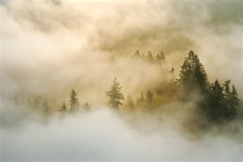 4169x2779 Woodland Landscape Nature Mist Forest Treetop Cloud