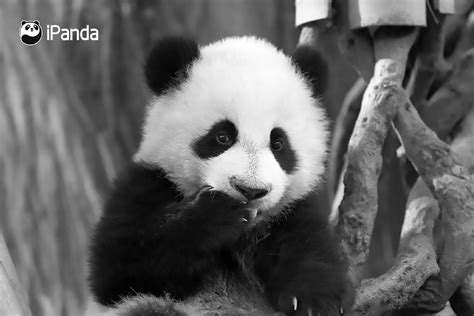Chinese Panda Fans Demands Answers Over Cubs Death