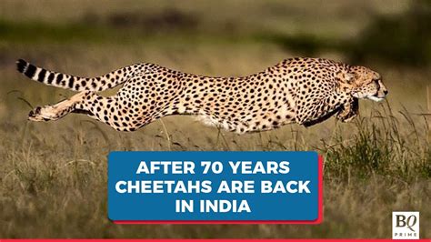 Cheetahs Return To India After 70 Years Youtube