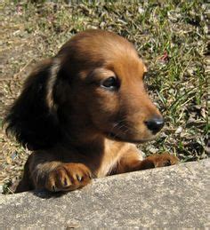 Looking for a dog breeder in north carolina? Dachshund Breeders NC Dachshund Breeder NC North Carolina ...