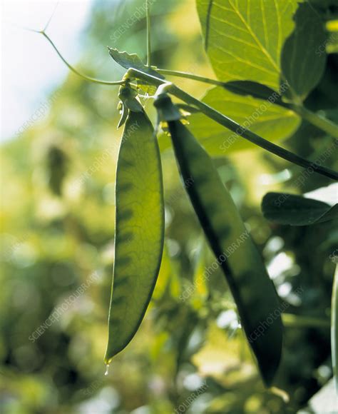 Pea Pods Stock Image E7701048 Science Photo Library