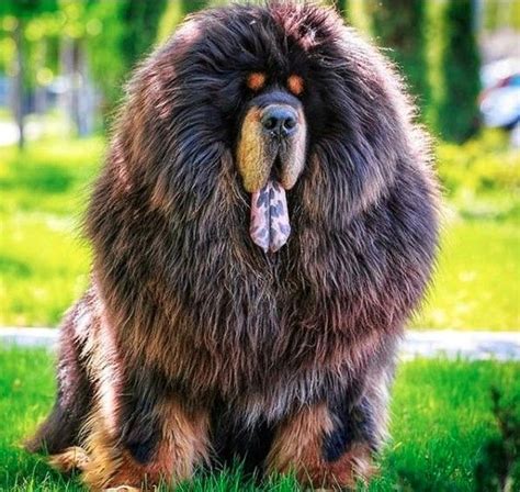 A Large Dog Sitting In The Grass With Its Tongue Hanging Out To Its Side