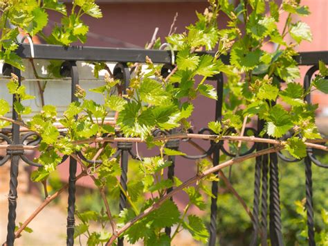 Urban Vine Growing How To Grow Vines With No Space