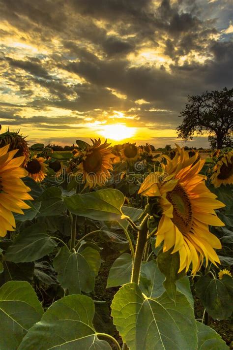 Sunflower Field Landscape In Summerblooming Yellow Sunflowers With Sun