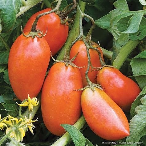 Four Tomato Types For Your Garden Garden Gate
