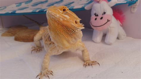 Why Bearded Dragons Are Great Pets Bearded Dragon Owners