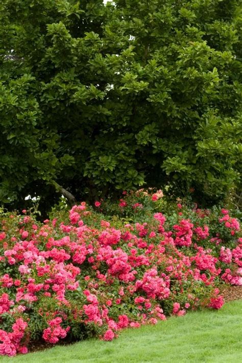 12 Tips For Designing Beautiful Rose Beds Hgtv In 2021 Ground Cover