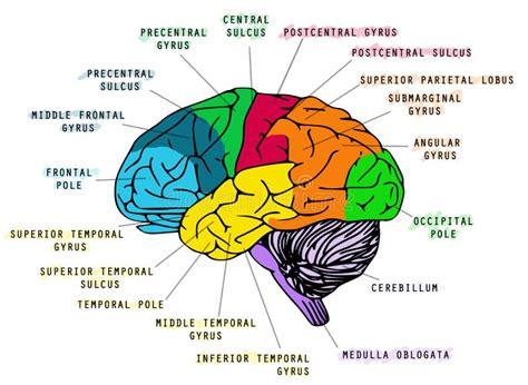 Illustrazione Delle Funzioni Umane Del Cervello Del ` S Illustrazione