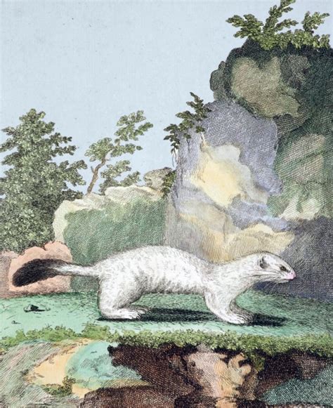Vintage Weasel Old Illustration Free Stock Photo Public Domain Pictures