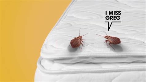 Raid How Long Can A Bed Bug Live Ad Commercial On Tv 2019 Bed Bugs