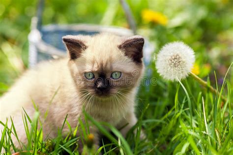 Little Kitten Sitting On The Grass Stock Image Image Of Lawn Blowing