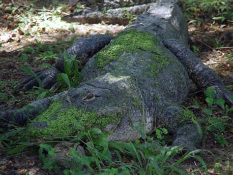 Louisiana State Reptile Alligator