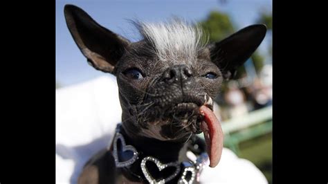 Worlds Most Ugliest Dog Dies Youtube