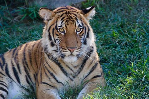 Malayan Tiger Id Page Tulsa Zoo