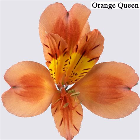 Orange Alstroemeria Alstroemeria Grown By Van Lier Nurseries Ltd