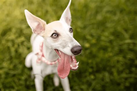 Whippet Facts Puppy Temperament Characteristics Pictures