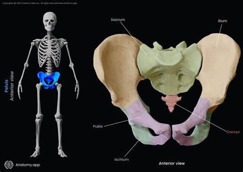 Pubic Bone Encyclopedia Anatomyapp Learn Anatomy 3d Models