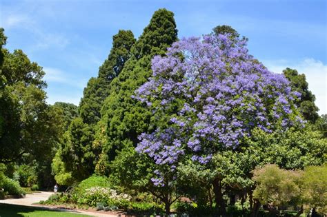 Jacaranda Mimosifolia Iplantz