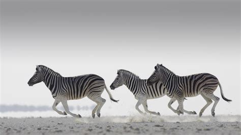 Zebra Wallpapers Pictures Images