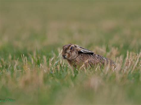 Mad As A March Hare Sussex Wildlife Trust