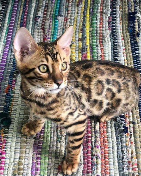 14 Fun Facts You Didnt Know About Bengal Cats Petpress Fun Facts