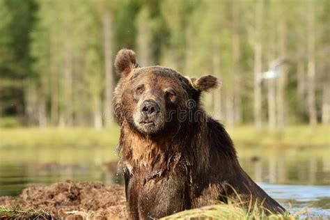 Adult Male Brown Bear Portrait In Water At Summer Stock Photo Image